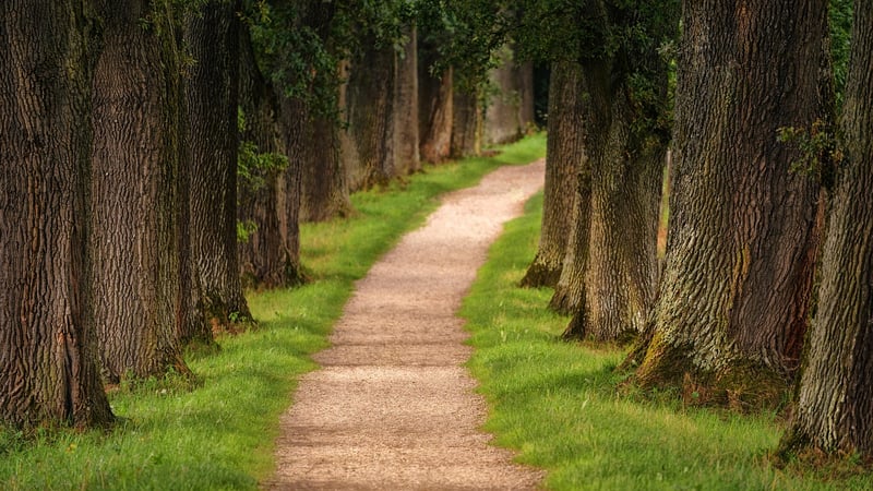 Forest Hikes