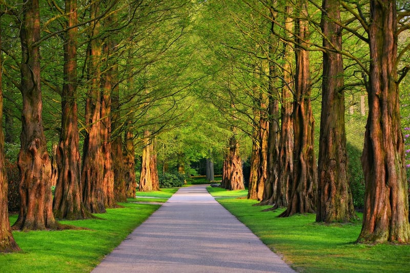 Forest Path