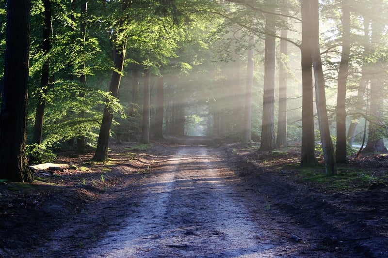 Forest Hike